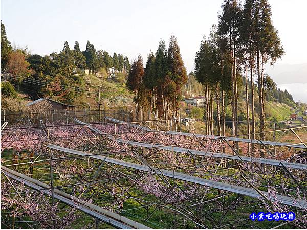 恩愛農場-桃花 (5).jpg