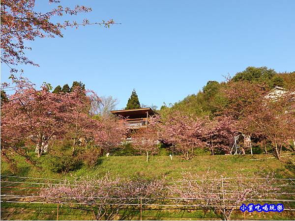 恩愛農場櫻花季28.jpg