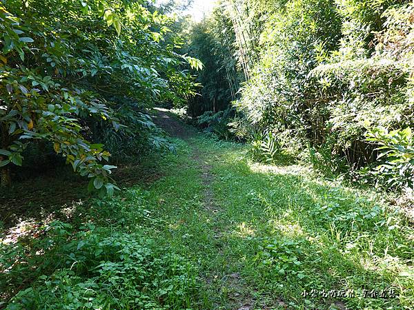 往菁礐情境山路-大菁休閒農場  (4).jpg