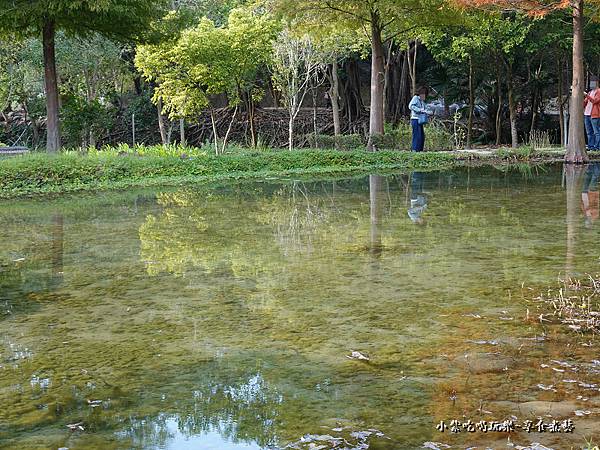 太平苗圃落羽松 (24).jpg