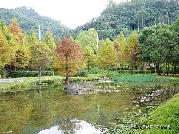 太平苗圃落羽松 (20).jpg