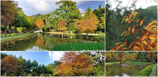 太平苗圃落羽松首圖.jpg