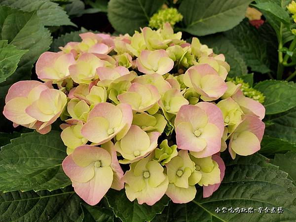 繡球花-中興花卉農場 (9).jpg