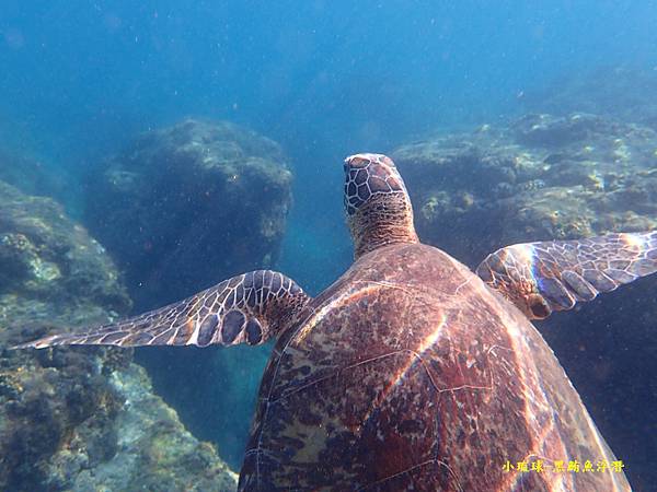 2022-1115-小琉球黑鮪魚浮潛 (14).jpg