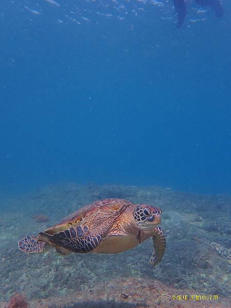 小琉球-黑鮪魚浮潛 (44).jpg