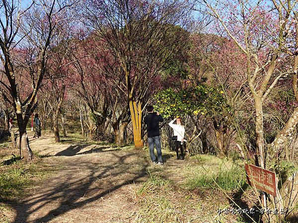 巧遇露營區旁櫻花步道 (2).jpg