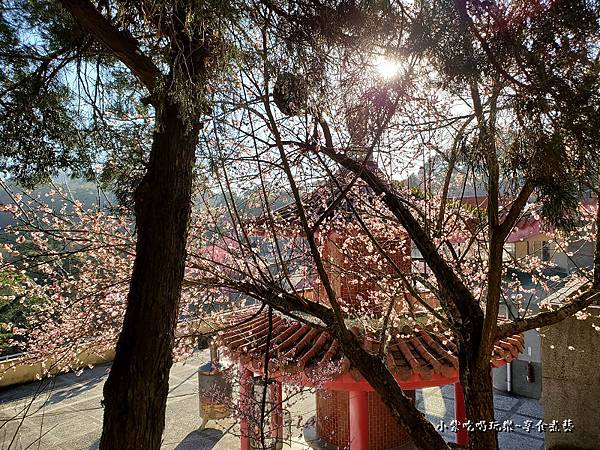 金爐上方梅花-協雲宮賞櫻 (1).jpg