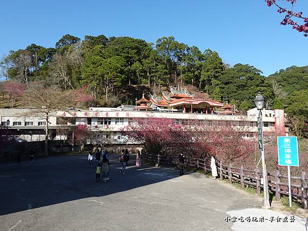 第三停車場櫻花-協雲宮賞櫻 (1).jpg