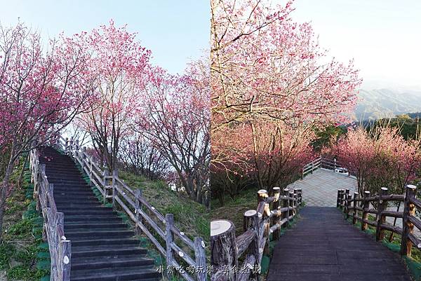 櫻花眺挑望步道-協雲宮賞櫻.jpg