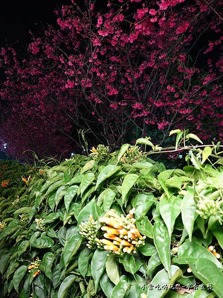 永吉公園夜櫻夜景26.jpg