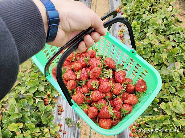 大湖-名品牛奶草莓園 (6).jpg