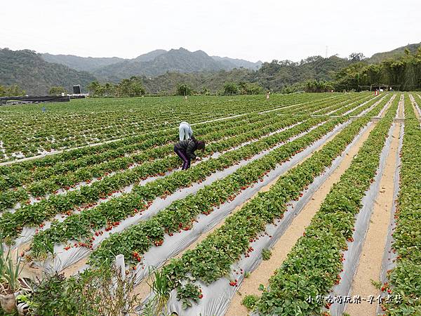 大湖-名品牛奶草莓園 (11).jpg