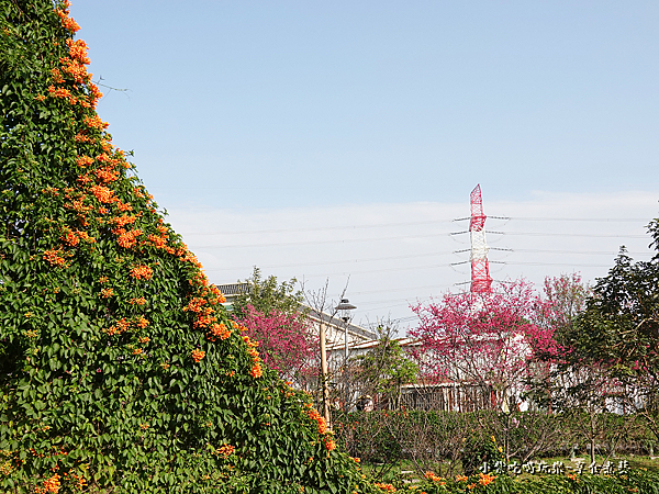 2023炮仗花-鶯歌永吉公園 (5).png