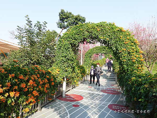 2023炮仗花-鶯歌永吉公園 (8).png