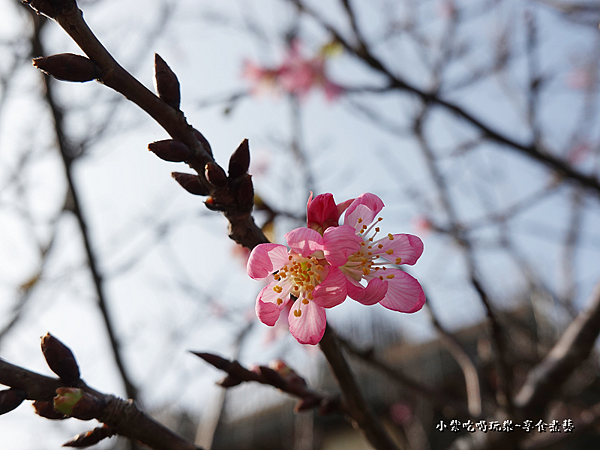 入口處櫻花-鶯歌永吉公園.png