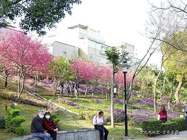 八重櫻-鶯歌永吉公園 (2).png