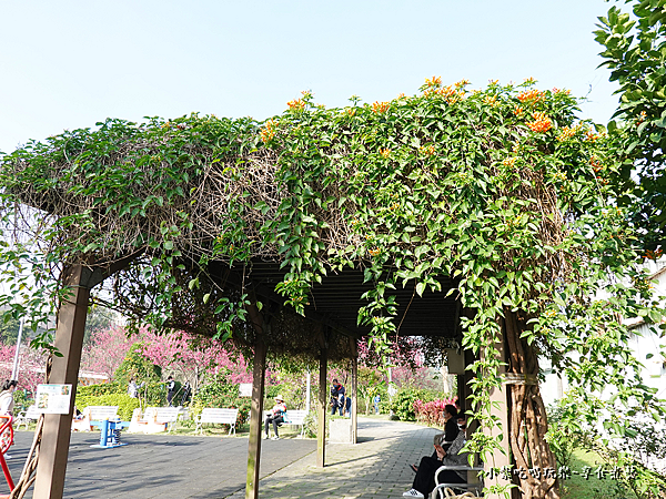 小兒童遊戲場旁炮仗花涼亭-鶯歌永吉公園 (2)74.png