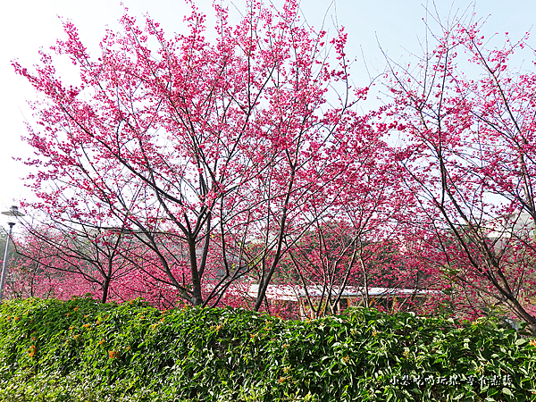 公園右側櫻花步道-鶯歌永吉公園 (1).png