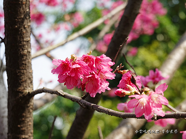 公園右側櫻花步道-鶯歌永吉公園 (4).png