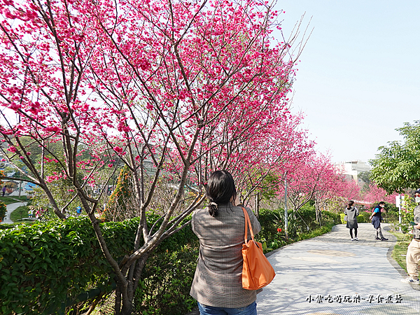 公園右側櫻花步道-鶯歌永吉公園 (6).png