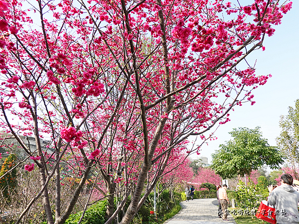 公園右側櫻花步道-鶯歌永吉公園 (7).png