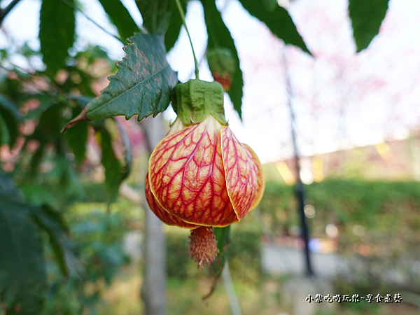 金鈴花-鶯歌永吉公園.png