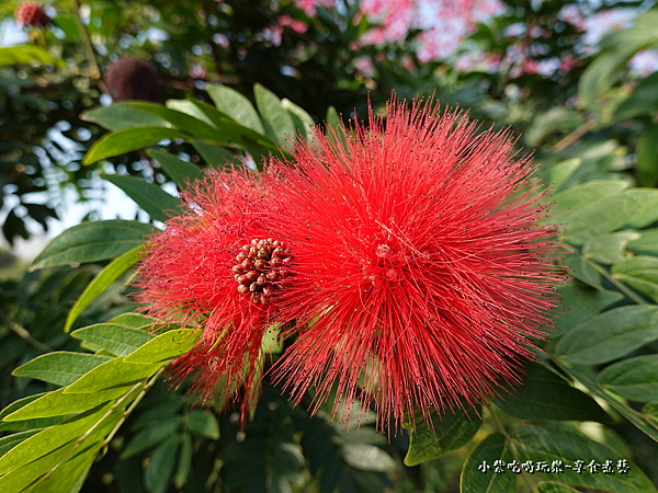 美洲合歡-鶯歌永吉公園 (1).png