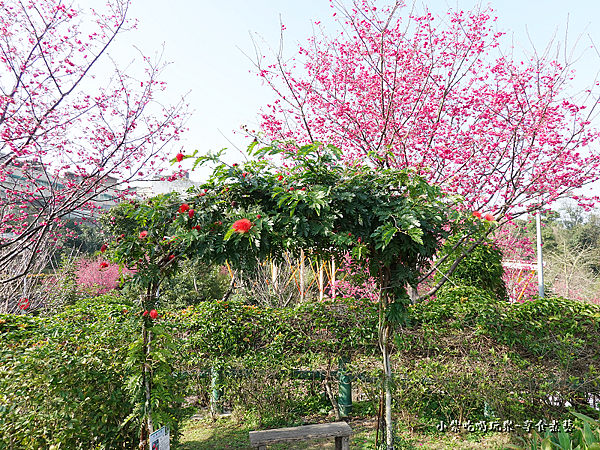 美洲合歡-鶯歌永吉公園.png