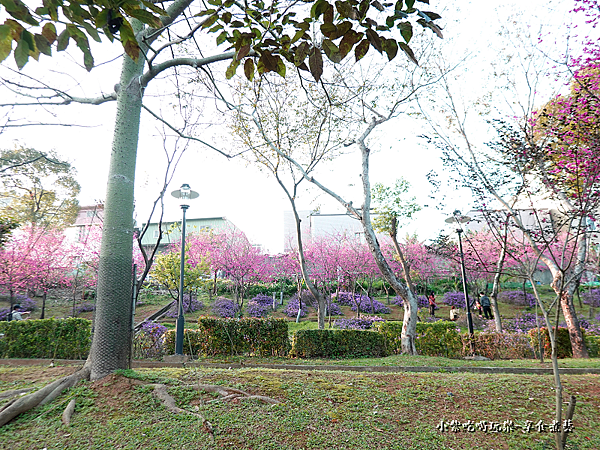 美美漸層花海-鶯歌永吉公園.png