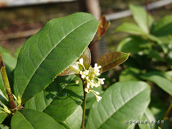 桂花-鶯歌永吉公園 (1).png