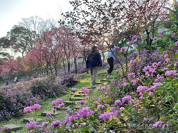 浪漫紫馬櫻丹花區-鶯歌永吉公園 (1).png