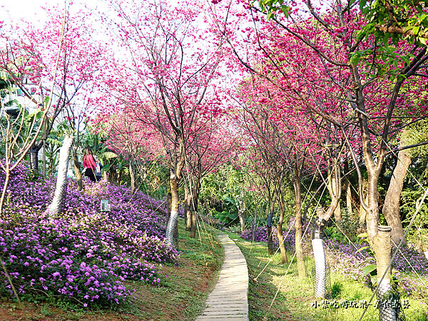 浪漫紫馬櫻丹花區-鶯歌永吉公園 (4).png