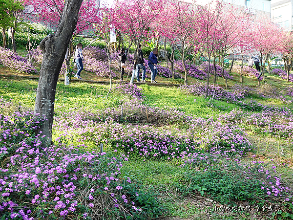 浪漫紫馬櫻丹花區-鶯歌永吉公園 (2).png