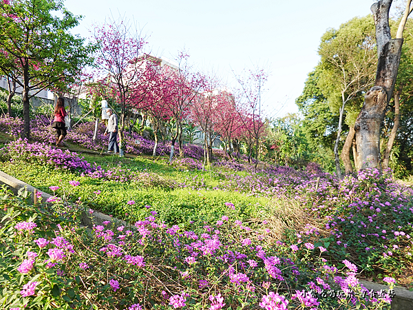 浪漫紫馬櫻丹花區-鶯歌永吉公園 (3).png