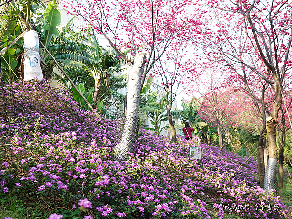 浪漫紫馬櫻丹花區-鶯歌永吉公園 (6).png