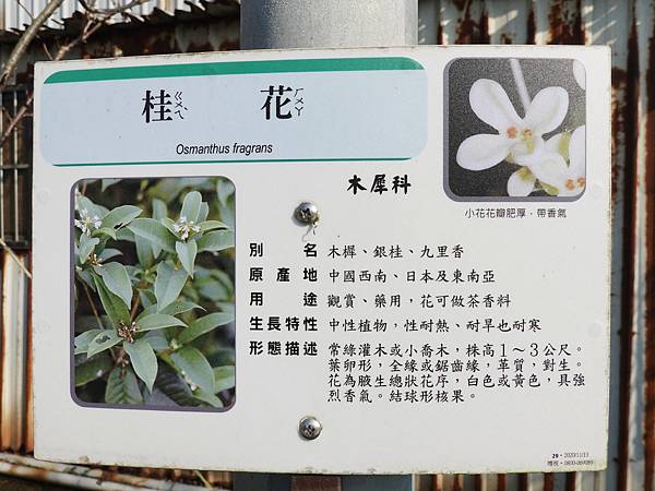 桂花-鶯歌永吉公園 (2).JPG