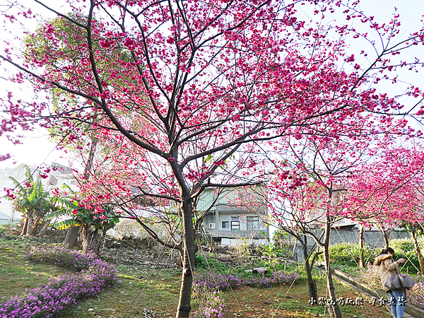 浪漫紫馬櫻丹花區-鶯歌永吉公園 (7).png