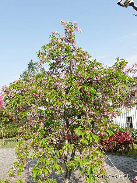 粉紅垂枝櫻-鶯歌永吉公園 (1).png