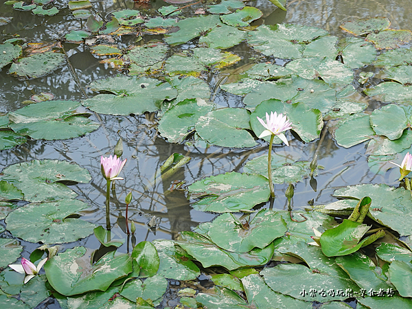 荷花池-鶯歌永吉公園  (1).png