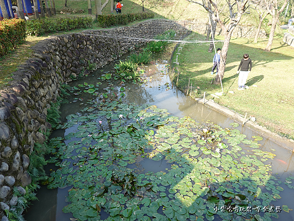 荷花池-鶯歌永吉公園  (2).png