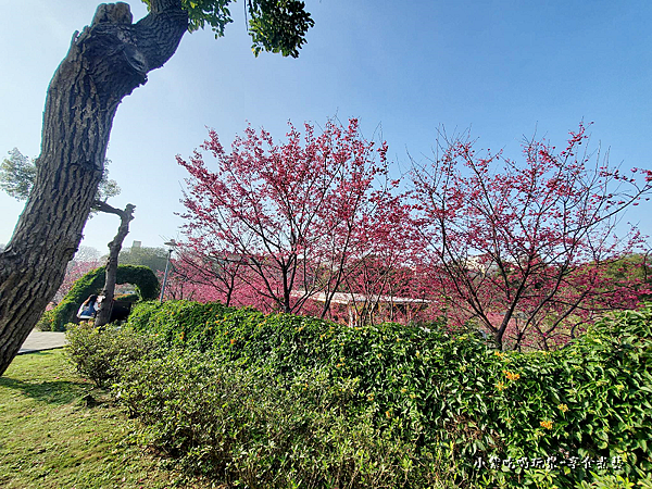 廁所前櫻花-鶯歌永吉公園.png