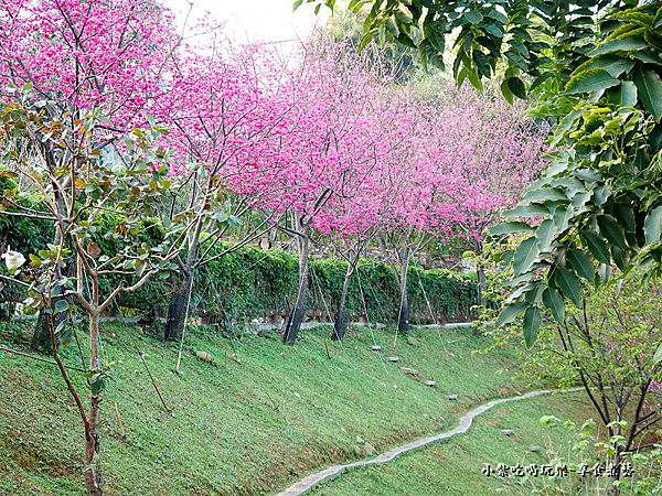 籃球場上方櫻花、炮仗花步道 (1).png