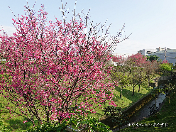 籃球場上方櫻花、炮仗花步道 (3).png