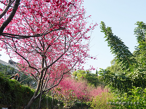 籃球場上方櫻花、炮仗花步道 (5).png