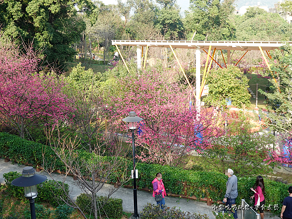 籃球場上方櫻花、炮仗花步道 (10).png