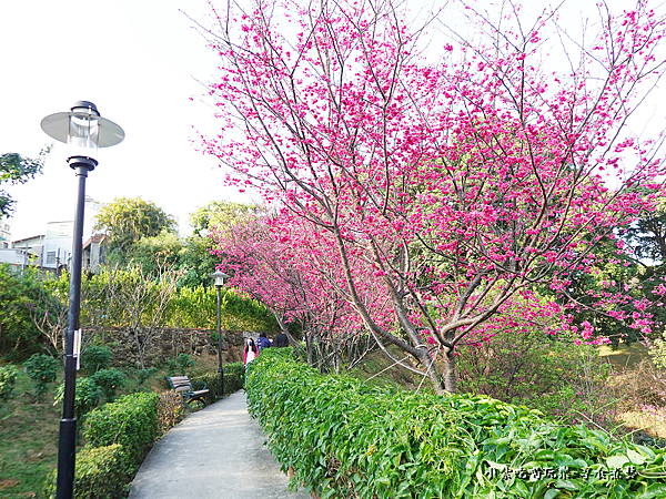 籃球場上方櫻花、炮仗花步道 (11).png