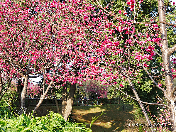 籃球場上方櫻花、炮仗花步道 (12).png