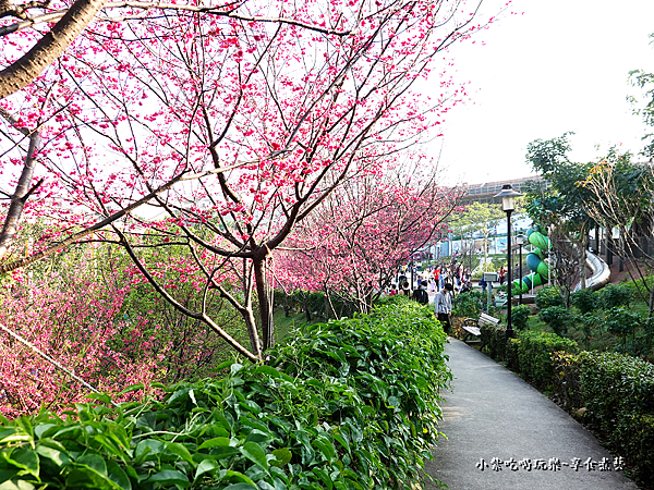 籃球場上方櫻花、炮仗花步道 (13).png