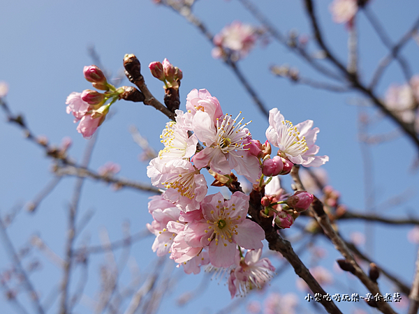 櫻花-鶯歌永吉公園 (1).png