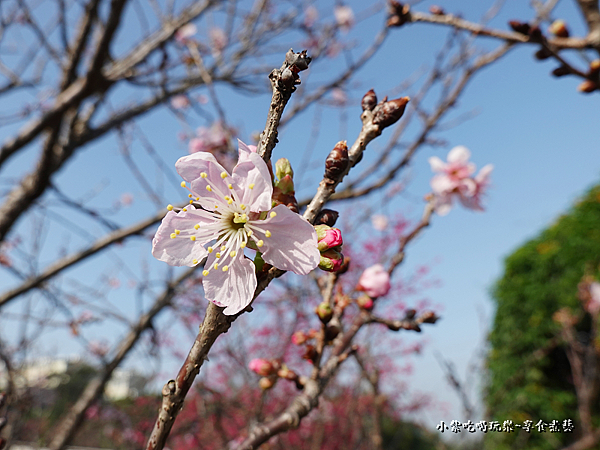 櫻花-鶯歌永吉公園 (2).png